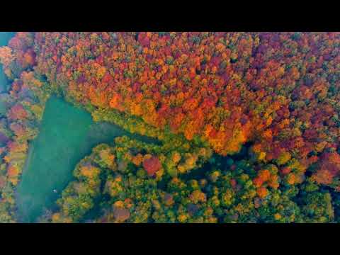 Видео: Осінній ліс.Пістинь 27.10.2020