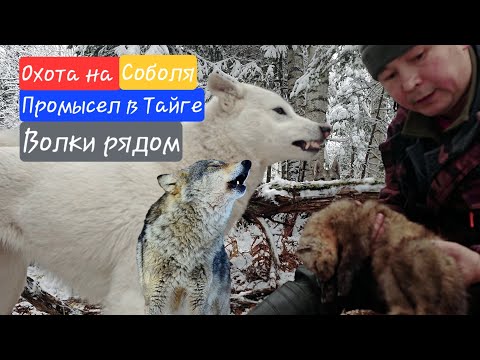 Видео: Охота на Соболя / Промысел в Тайге / Волки рядом