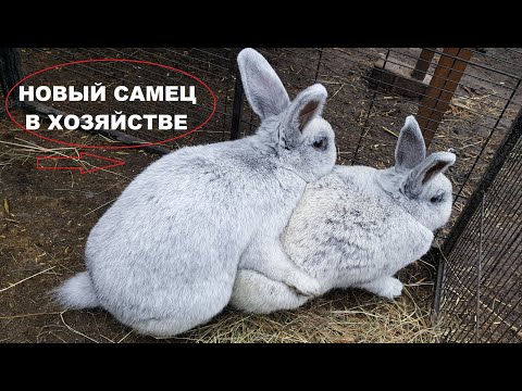 Видео: БОЛЬШОЕ СВЕТЛОЕ СЕРЕБРО 🐰КРОЛИКИ🐰МОЯ ДАЧА⛪ГЕРМАНИЯ