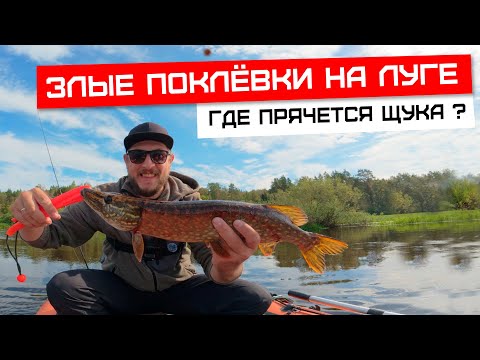 Видео: Рыбалка на Луге: где прячутся злые щуки?