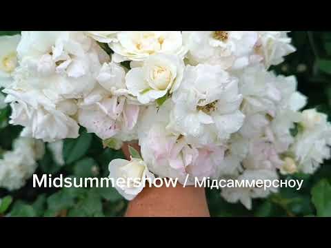 Видео: Midsummersnow / Мідсаммерсноу. Селекція Martin Vissers (Бельгія, 2002)@TroyandiOleksandri