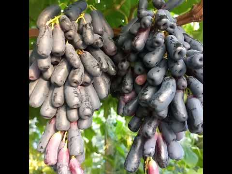 Видео: Виноград Аватар и моя формировка.