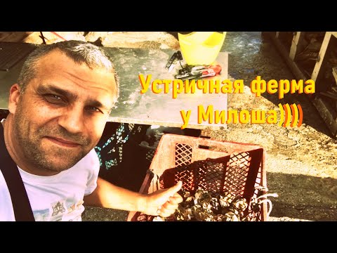 Видео: Устричная ферма | По чем рыбка? | Ульцин