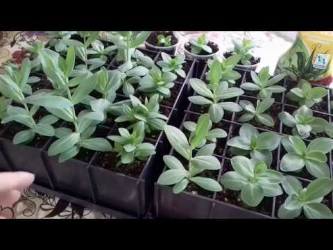 Видео: Эустома. СекретЫ выращивания эустомы