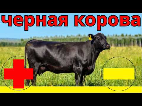 Видео: Секрет черной окраски у коров в жару!
