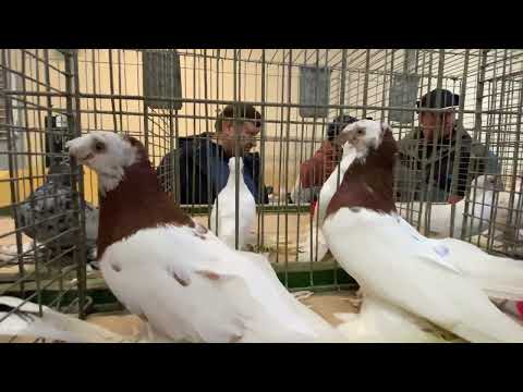 Видео: Голуби Tauben Pigeons ￼ выставка ￼ узбекских 2023 Clopenburg Germania