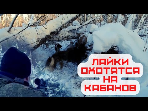 Видео: Собаки преследуют кабана. Охота на кабана с лайками