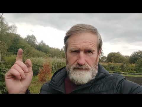 Видео: Масові сходи шафрану.Вже видно рядки.