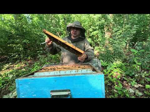 Видео: ✅ Ищу матку, должна быть! Пасека на Связи!) #пчеловодство1