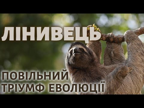 Видео: Лінивець. Цікаві факти.
