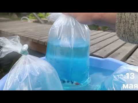 Видео: ПОКУПКА КАРП КОИ🐟👍🔥🐠 КРАСИВАЯ РЫБКА В ПРУДУ