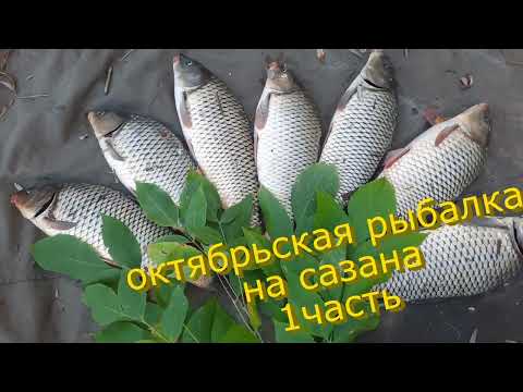 Видео: Октябрьская рыбалка на сазана . 1-я часть