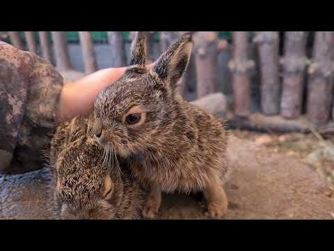 Видео: Родились злобные Лилитусики!