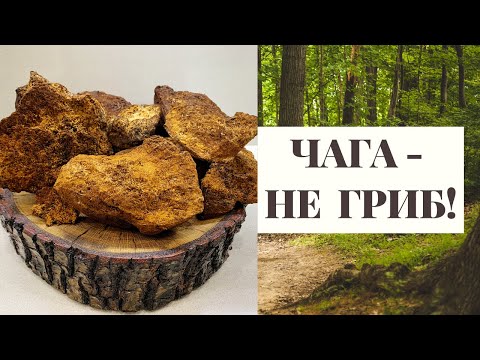 Видео: ЧАГА - ЭТО НЕ ГРИБ!!! СМОТРЕТЬ ПОЛНОСТЬЮ!!! (Познавательно!) Birch tinder fungus!