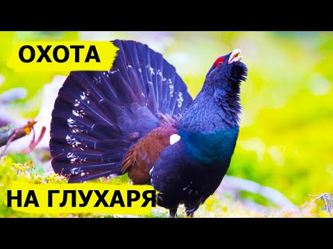 Видео: Охота на глухаря. Охотничьи приключения в Норвегии / NORDIC WILD HUNTER (Охотник и рыболов)