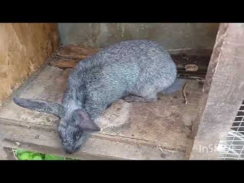 Видео: Ушастые вредители. Кролики 😃