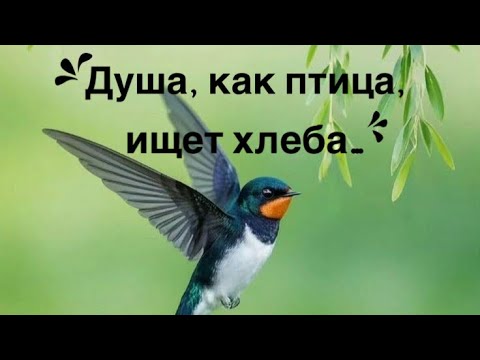 Видео: Душа, как птица, ищет хлеба