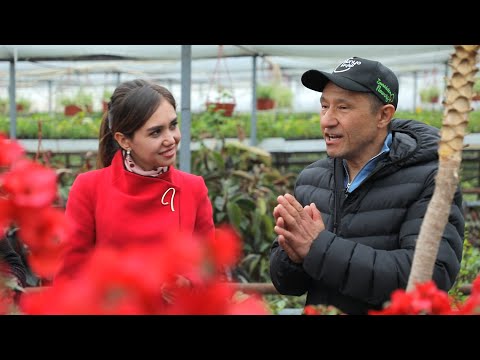 Видео: Бугенвиллия парваришлаш сирлари..