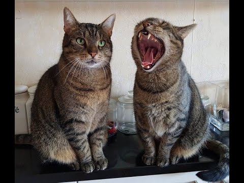 Видео: 😺 Не кричи, я не глухой! 🐈 Самое смешное видео с котами и котятами для хорошего настроения! 😺