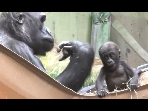 Видео: Кунда набирает вес, детеныш гориллы из Кливленда #clemetzoo