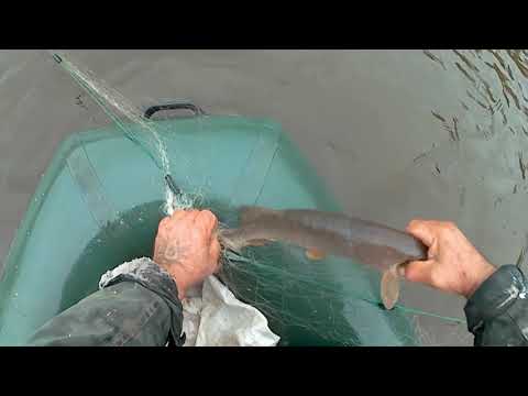 Видео: Проверяем  сеть...Кукан  работает...