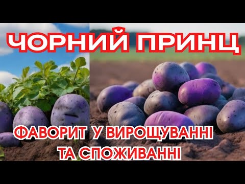 Видео: ЧИМ ЦЯ #КАРТОПЛЯ УСІХ  ПРИВАБЛЮЄ 🥔 @СОРТ МАЄ ТІЛЬКИ ПЛЮСИ, і маленький мінус. Фіолетово-синя СМАКОТА