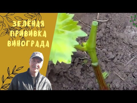 Видео: Зелёная прививка на винограднике.