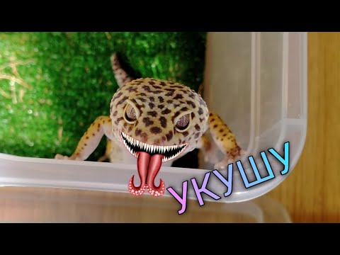 Видео: ЯЗЫК ТЕЛА ЭУБЛЕФАРОВ #2 / ПУПЫРЧАТЫЙ ХВОСТ И НЕЖНЫЙ ЯЗЫК РЕПТИЛИИ