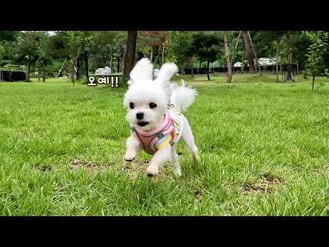 Видео: Это щенок? Это заяц?