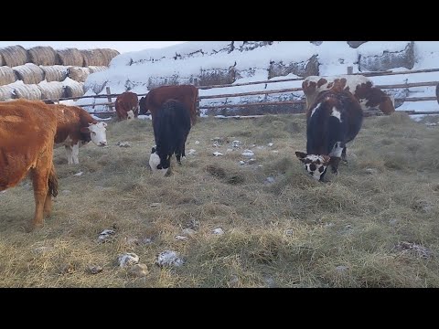 Видео: Аязды күндердегі бордақы бұқалар,сиырлар,төлдер.