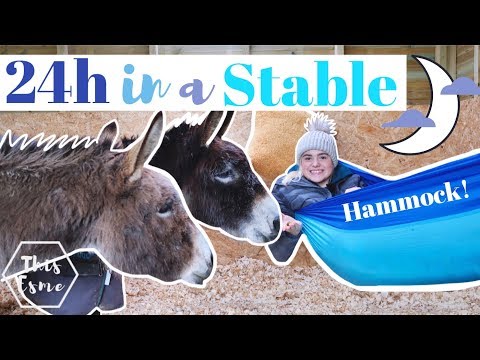 Видео: 24 ЧАСА в КОНЮШНЕ Осликов | Эта Эсме