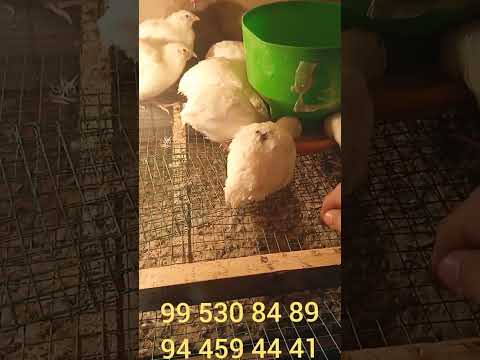 Видео: Бедана  жужасидан беш турда даромат