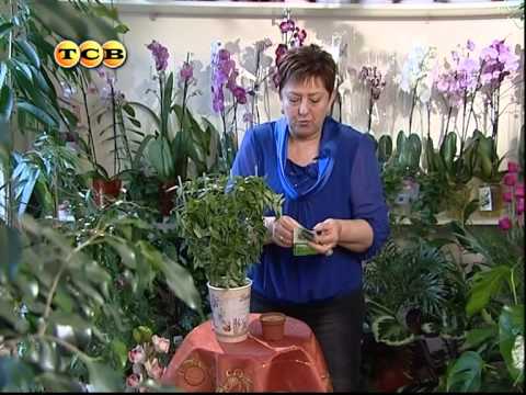 Видео: Цветочная лавка - Хойя