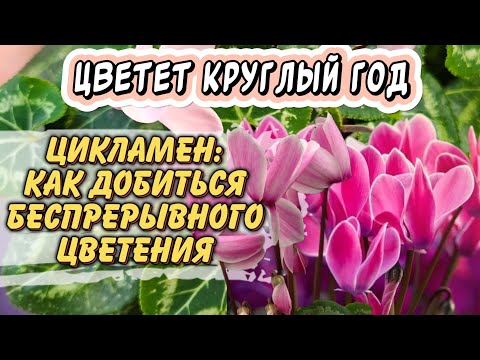Видео: Любимый цикламен теперь цветёт без остановки: нашёл подход к капризному растению