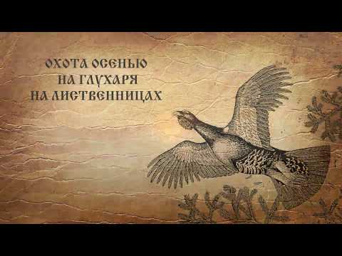 Видео: Охота на глухаря осенью на лиственницах