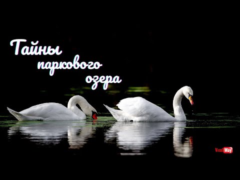 Видео: Непридуманная история паркового озера