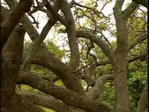 Видео: Загадки жизни обезьян