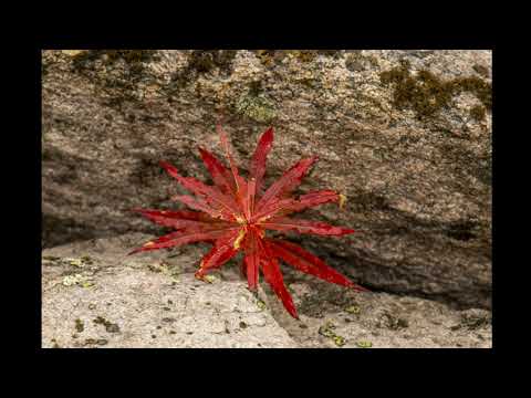 Видео: Последние осенние денёчки на севере -Гаджиево. Октябрь 2022