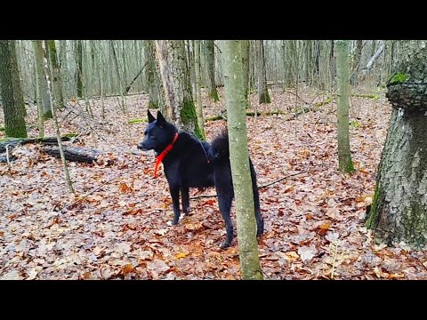 Видео: Охота с молодой лайкой/ пустые походы/