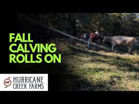 Видео: Наступает падающий отел!