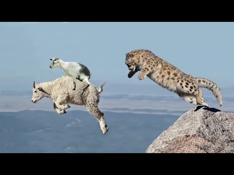 Видео: Горные Козлы в деле ! Эти ребята Плюют На Законы Гравитации несмотря на копыта...