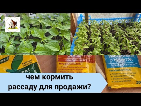 Видео: 8.Подкормка рассады на продажу.