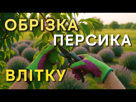Видео: Обрізка персика влітку: прибираємо зайве — залишаємо врожай