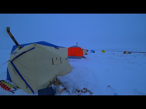 Видео: НОВЫЙ СЕЗОН 2024! Город из ПАЛАТОК СТОИТ на РЫБЕ! ОГРОМНЫЕ РЫБИНЫ в КАМЫШЕ, СУПЕР РЫБАЛКА и ОТДЫХ!