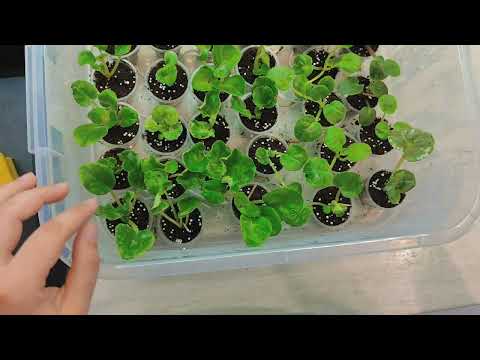 Видео: Осмотр деток после пересадки. Полив. Фитильные емкости