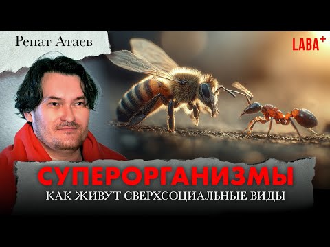 Видео: Суперорганизмы: как живут сверхсоциальные виды. Ренат Атаев