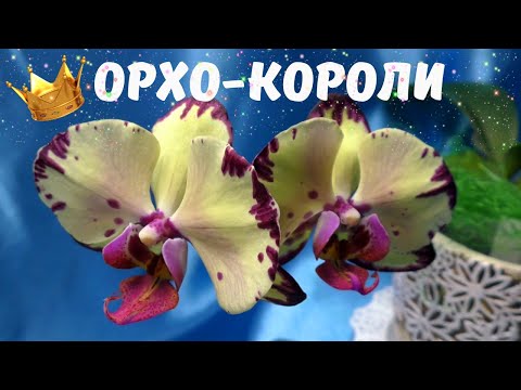Видео: Орхидеи-короли👑(Phal. Miki Crown, Phal.OX King x Phal. Fuller’s Purple Queen, Phal.Golden Apollon)
