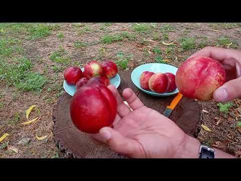 Видео: 26.07.2024.Калдезі 2000 та Супер Квін( одне і теж, чи  різні?)