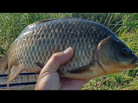 Видео: Карасі в спеку , готую борщ на рибалкі ‼️
