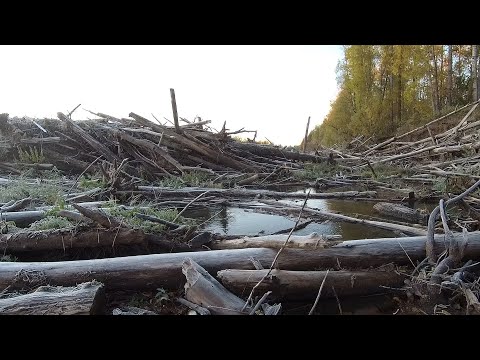Видео: Коряги, бревна, ямы! Где то там, щука! Рыбалка на джиг. р Чулым.